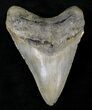 Megalodon Tooth - North Carolina #25777-1